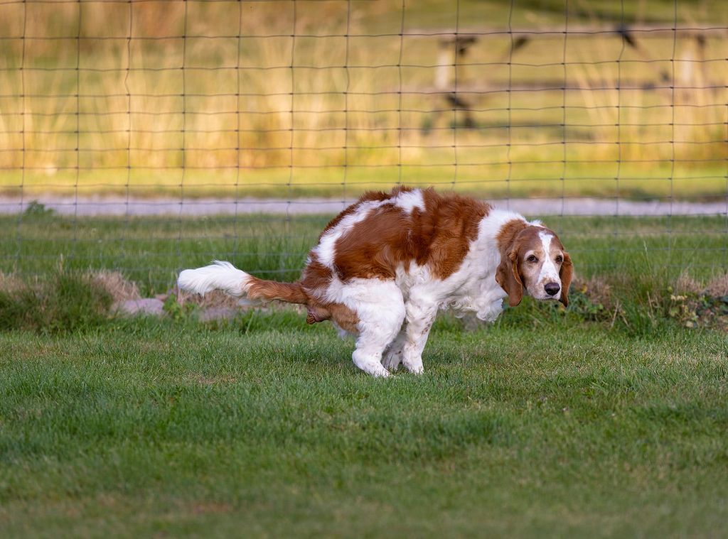 Hund laver hundelort