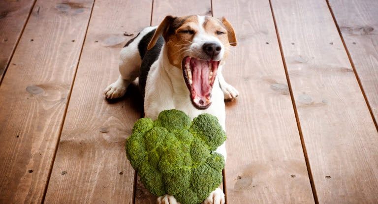 En hund ligger på gulvet med broccoli på forbenene
