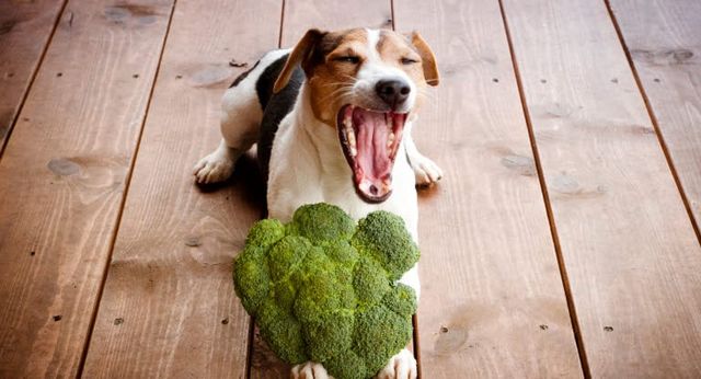 En hund ligger på gulvet med broccoli på forbenene