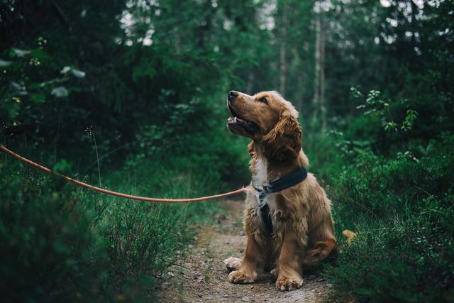 Hunde kan også få urinvejsinfektion.
