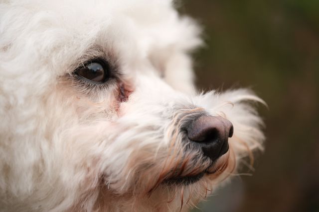 En hund med løbende øjne og misfarvet pels i øjenområderne.