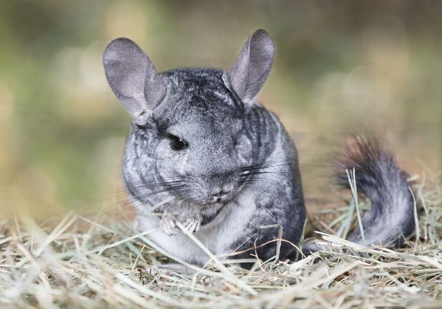 Chinchilla sidder i en rede af hø