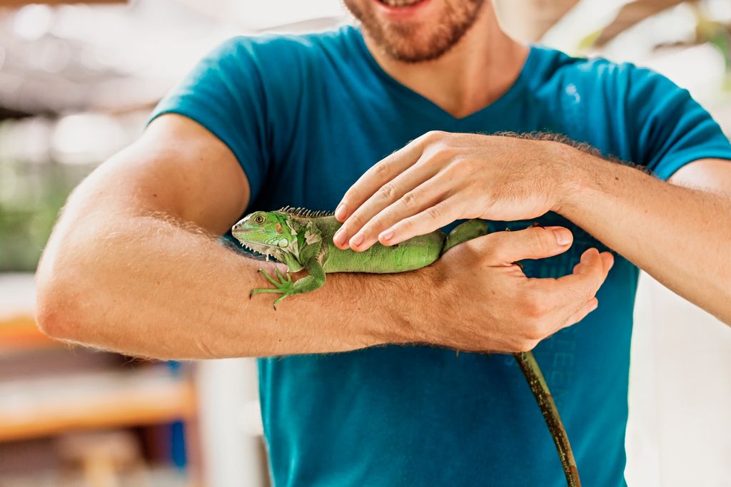 Mand står med en leguan