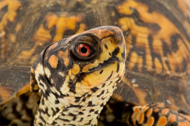 Æskeskildpadde tæt på 