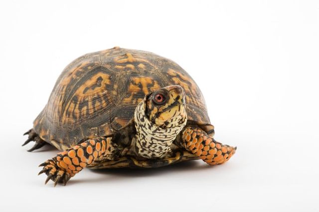 Æskeskildpadde i et studie
