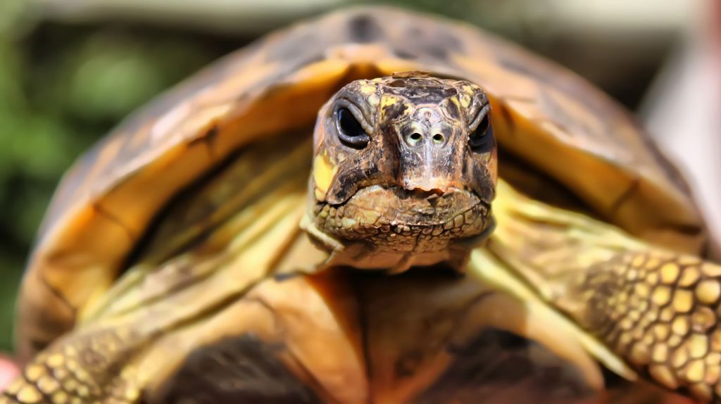 Landskildpadde rimelig tæt på