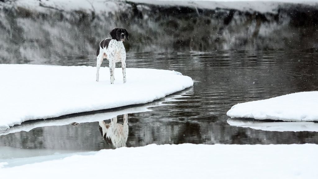 En hund står på sne ved siden af vandet