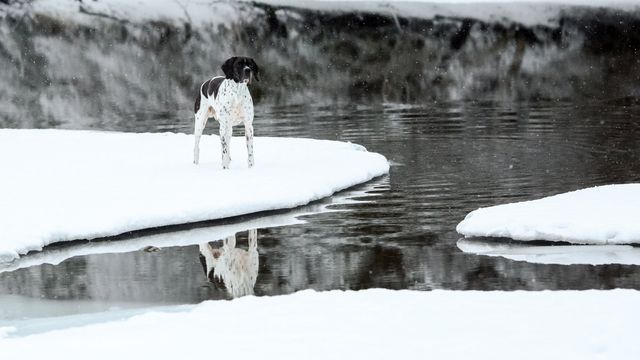 En hund står på sne ved siden af vandet