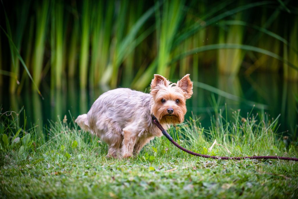 En hund som har problem med att uträtta sina behov kan visa på flera olika symtom.