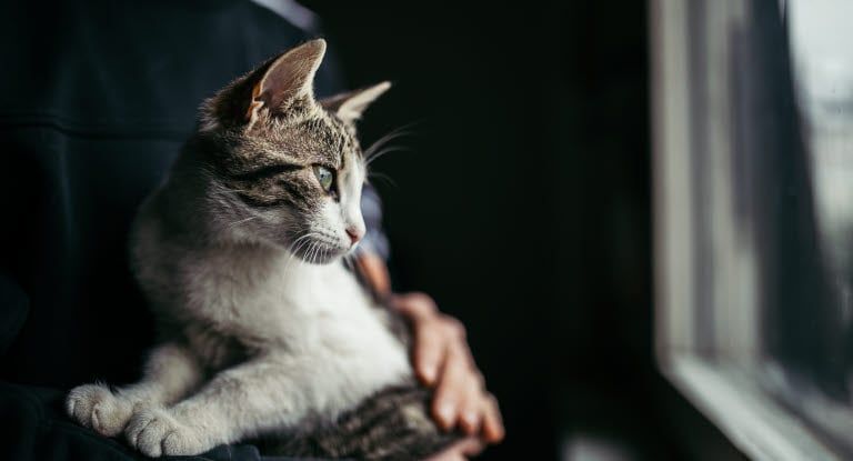 En kvinde krammer en kat