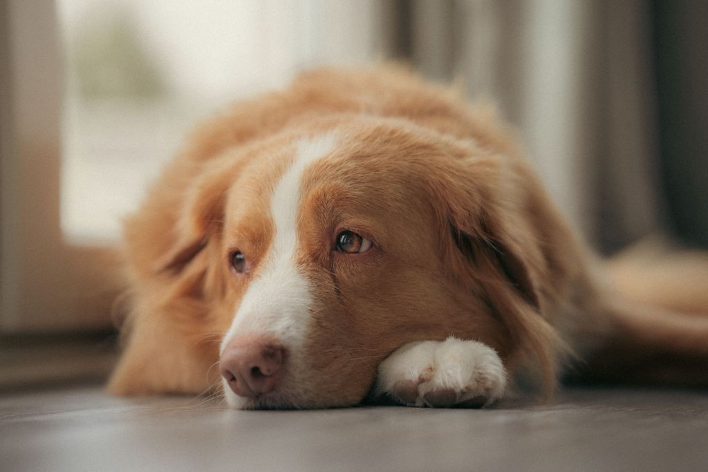 Hunden ligger på gulvet og ser trist ud