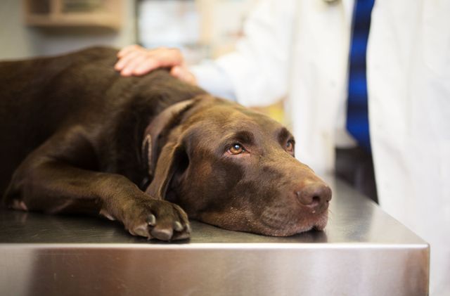 Hunden ligger på et bord hos dyrlægen
