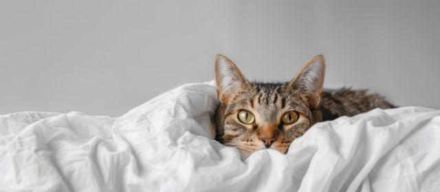 En kat med betændelse i bugspytkirtlen kan trække sig mere tilbage end normalt.
