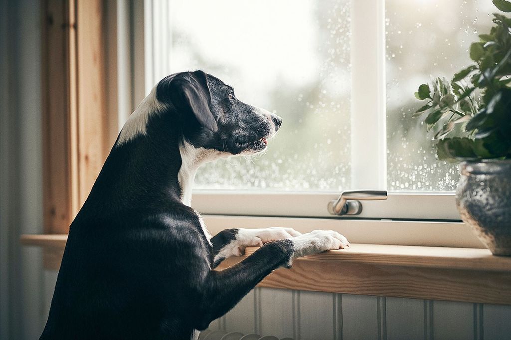 Hund kigger ud ad vinduet