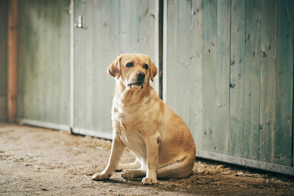 En lysebrun hund sidder foran en trædør