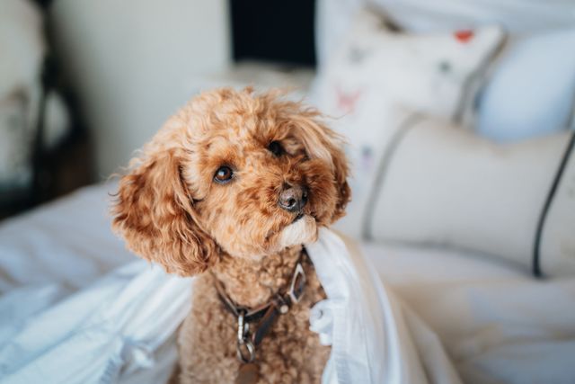 En sød hund sidder på en seng
