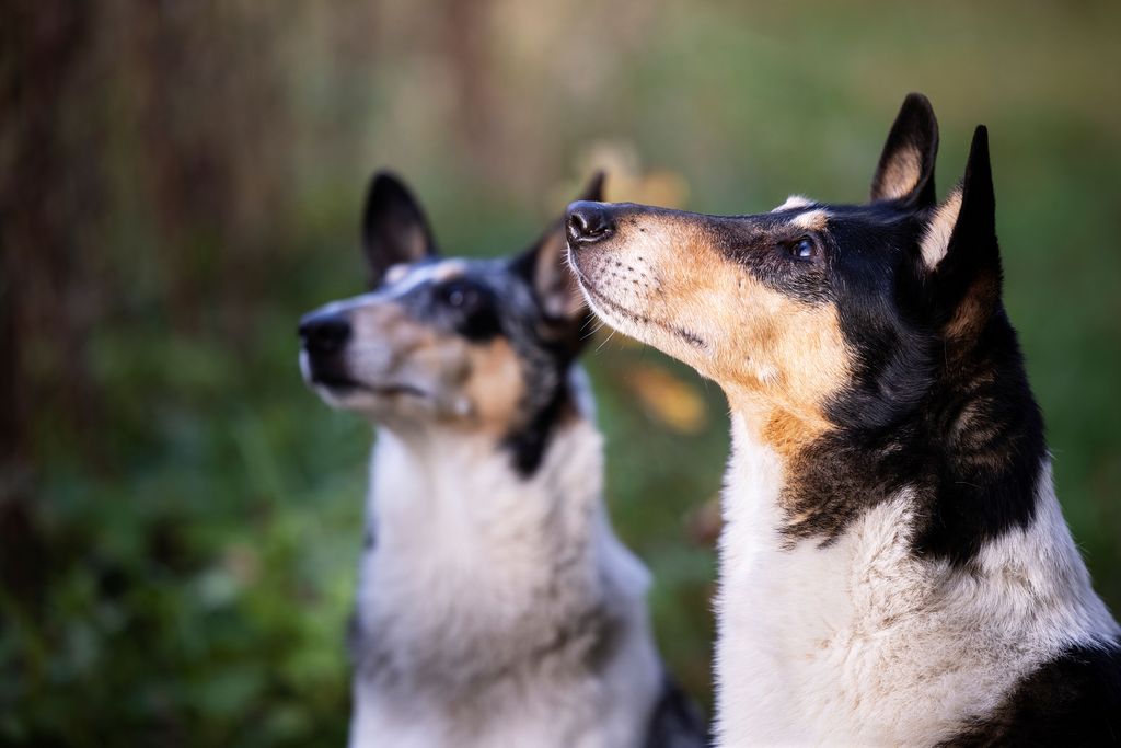 To hunde kigger op