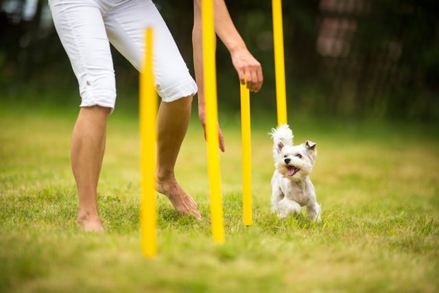 Hund  der træner