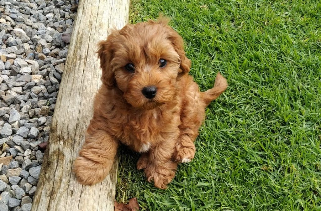 Cavapoo hvalp sidder udenfor i græs