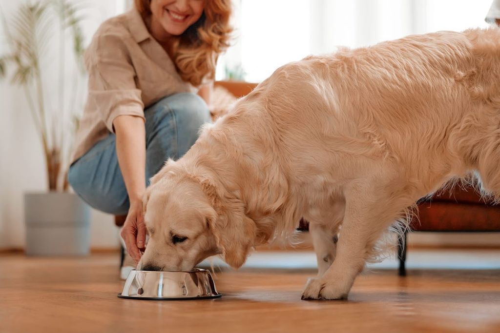 En hund med lindrig tarminflammation kan behöva skonkost för att återhämta sig.
