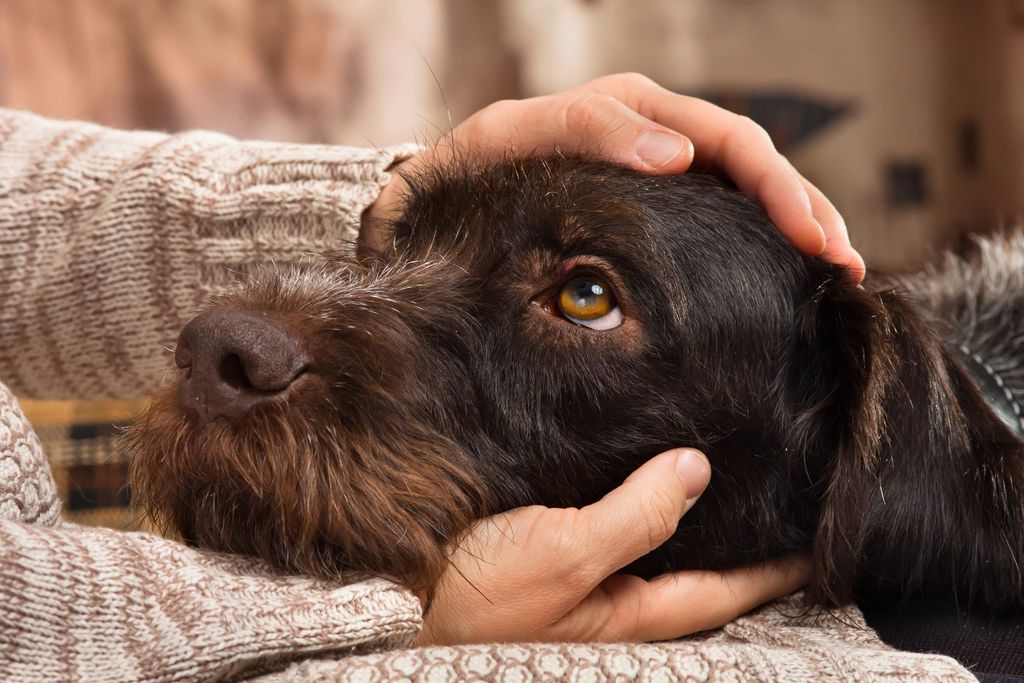 Hund kigger ind i kameraet og ser trist ud