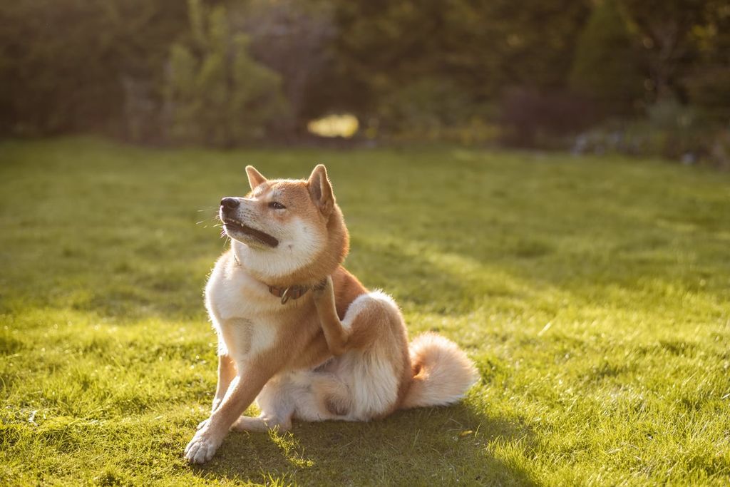 At hunden klør sig usædvanligt meget kan være et tegn på kløe.
