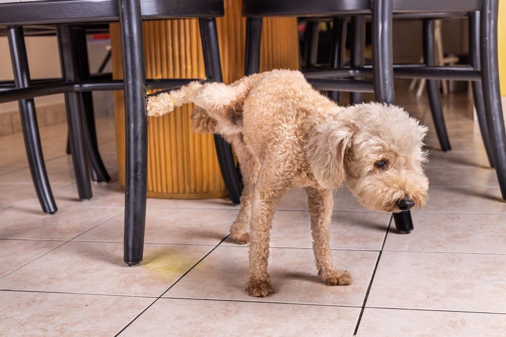Hanhund som kissar inne