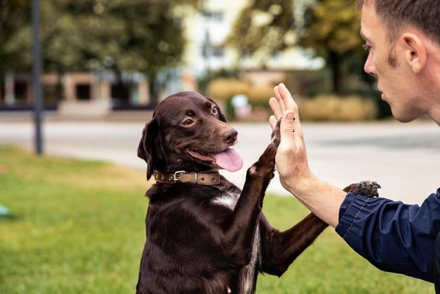 Hund giver mand high-five