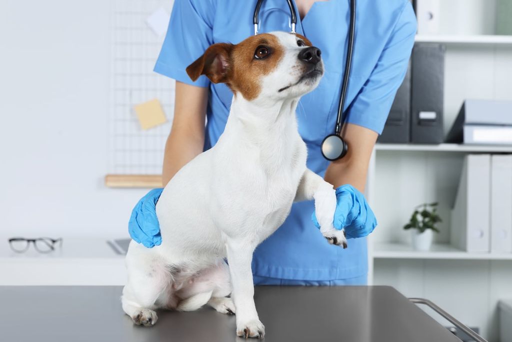 En dyrlæge undersøger en hund