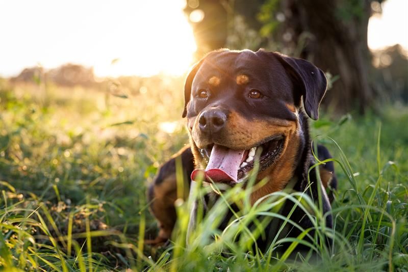Rottweiler ligger i græsset