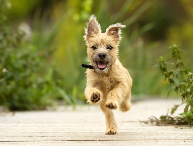 Hundehvalp kommer løbende mod kameraet