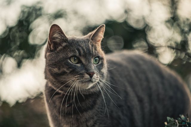 Katten er udenfor.