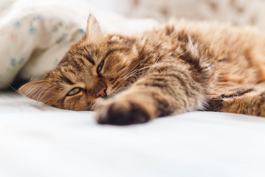 Katt som återhämtar sig efter ett epileptiskt anfall.