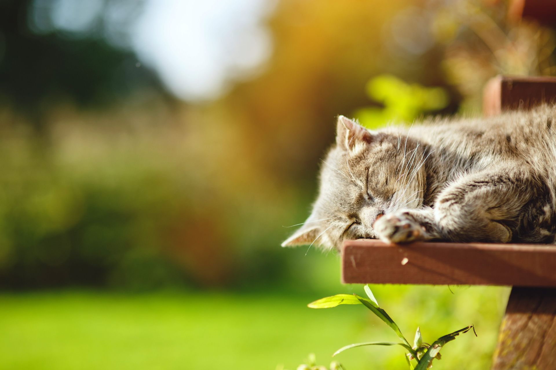 Grå kat sover i solen udenfor