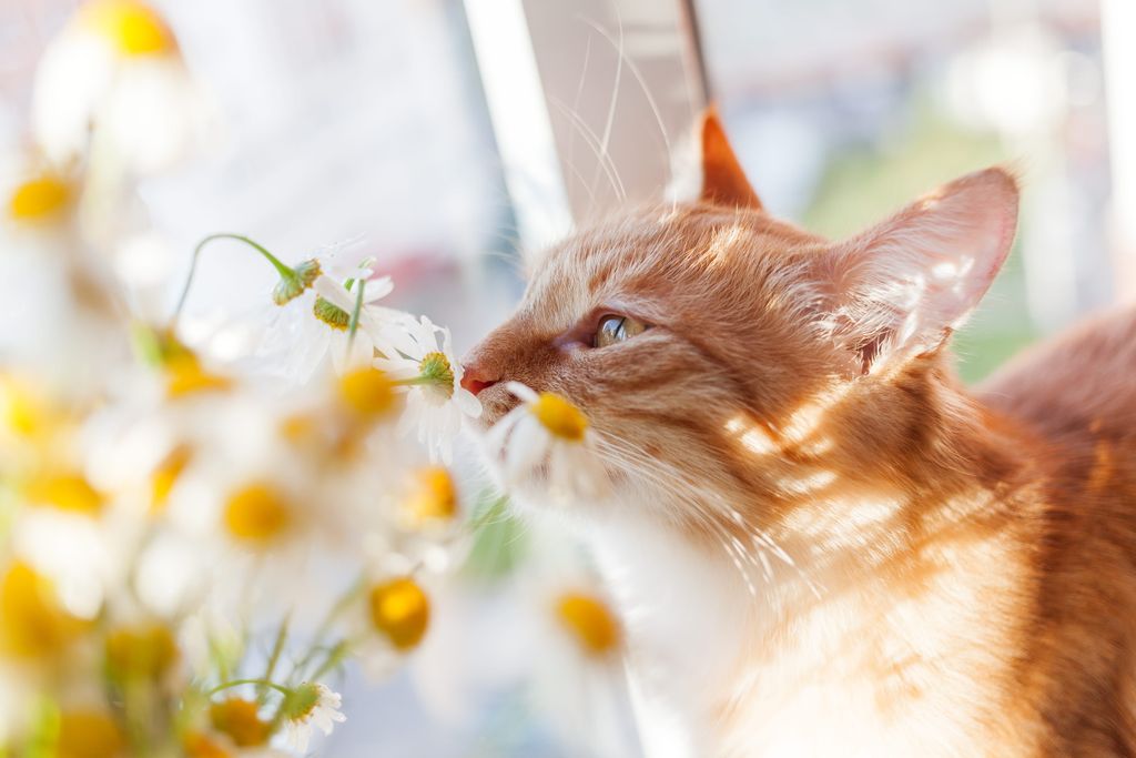 Kat dufter til en blomst udenfor