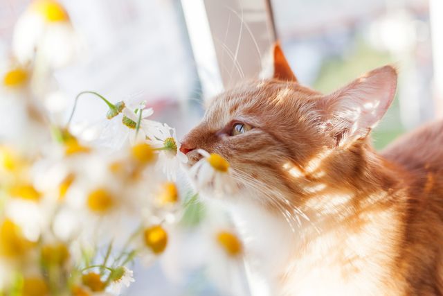 Kat dufter til en blomst udenfor
