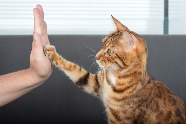 En kat giver en high five til en person.