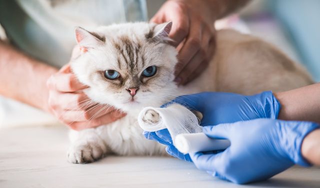 Kat får bandage om poten af dyrlægen.