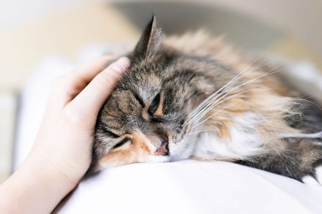 Træt kat kan være tegn på sygdom.