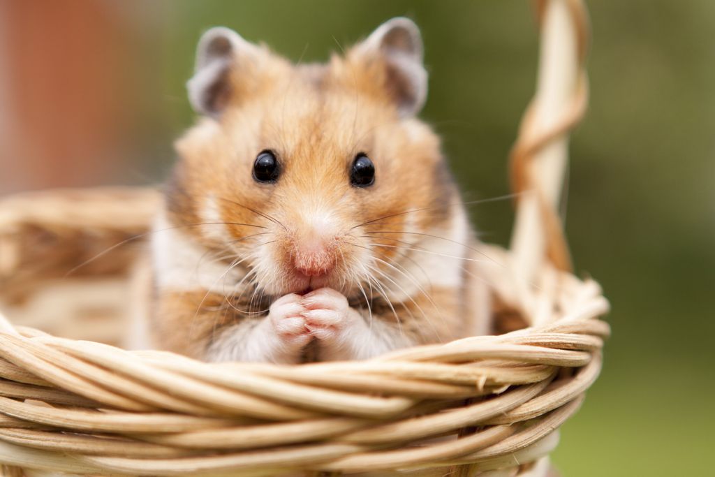 Hamster sidder i en kurv