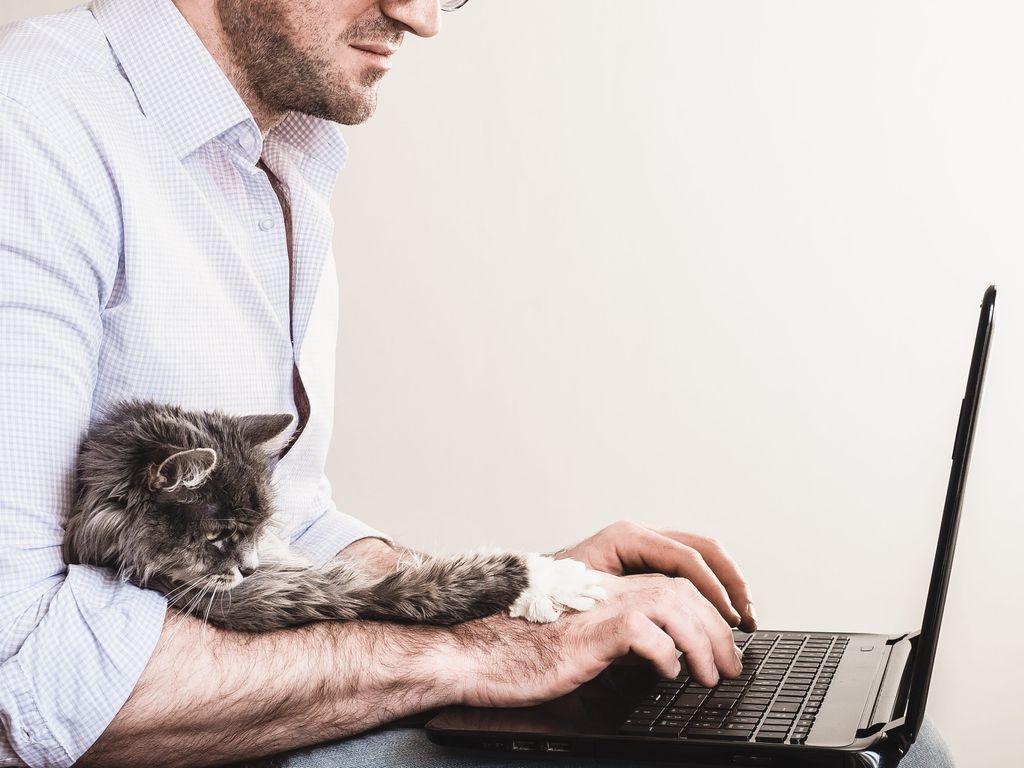 Man skriver på computeren med katten i skødet