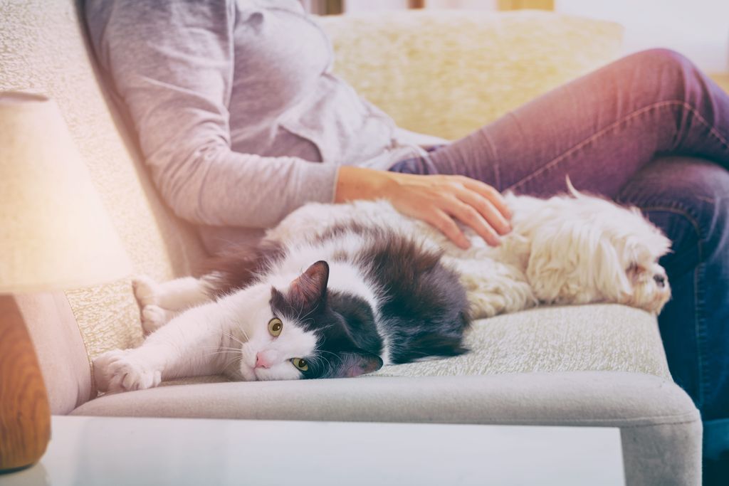 Kvinde sidder i sofa med sin kat og hund