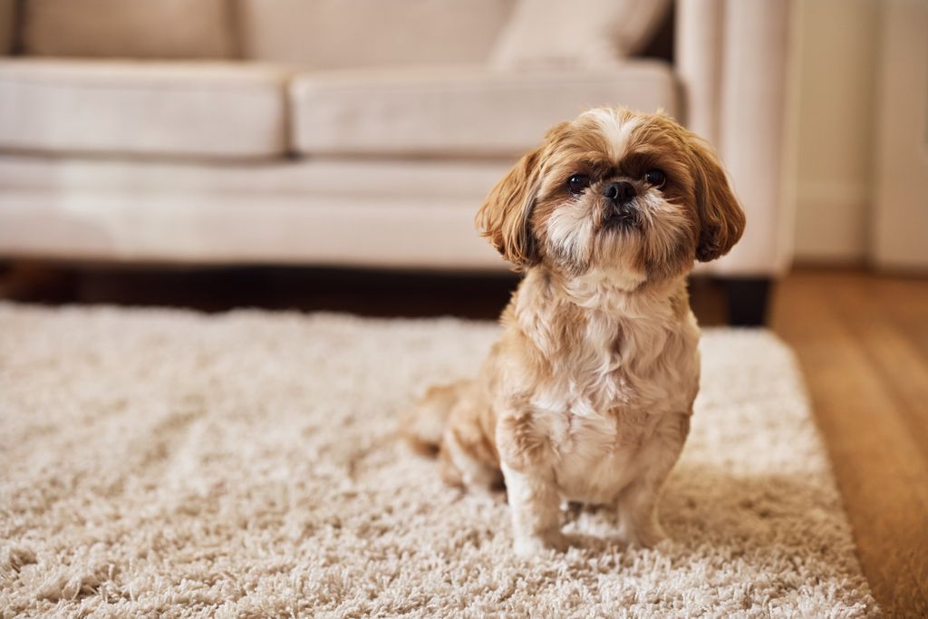 Shih tzu, der sidder på et tæppe.