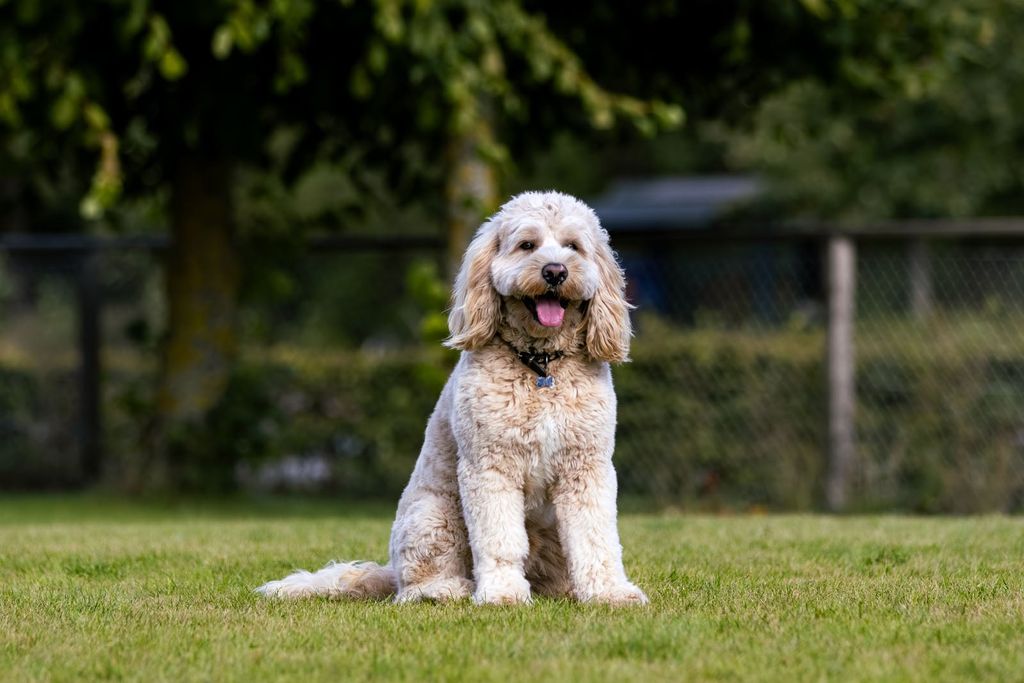 Goldendoodle sidder på en græsplæne