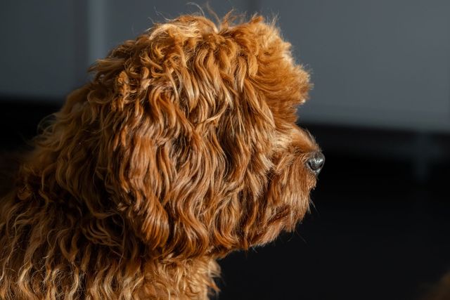Poo står og kigger med masser af krøller