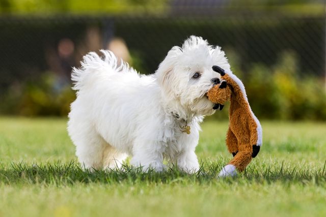 Maltipoo står med legetøj i munden