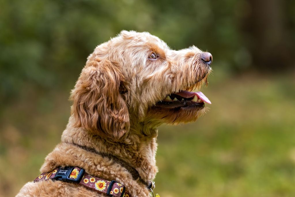 Golden doodle sidder og kigger udenfor