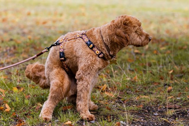 Golden doodle sidder og laver lort