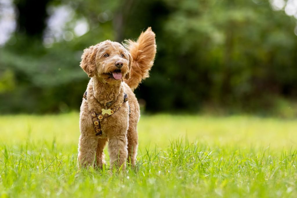 Golden doodle står udenfor på en græsplæne