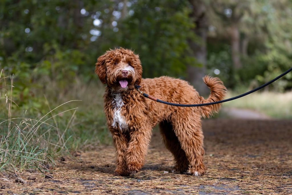 labradoodle står i naturen